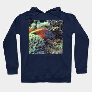 Freckled hawkfish Hoodie